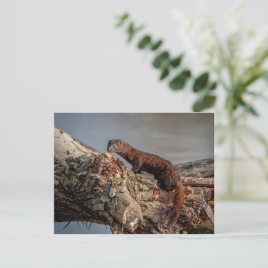 Amerikaanse gootsteen briefkaart (Staand voorkant)