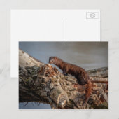 Amerikaanse gootsteen briefkaart (Voorkant / Achterkant)