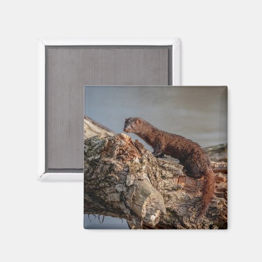 Amerikaanse gootsteen magneet (Voorkant / Achterkant)