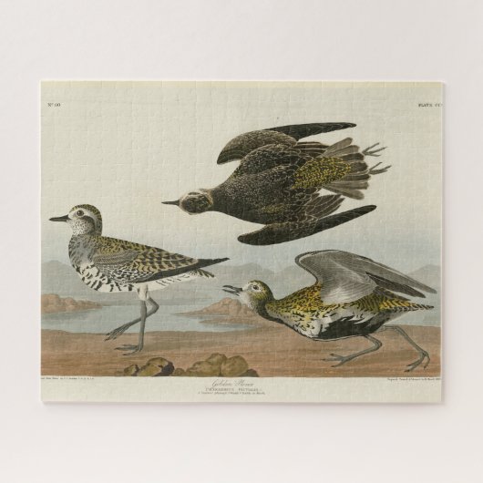 Amerikaanse Goudplevier, Audubon's Birds of Americ Legpuzzel (Horizontaal)