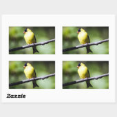 Amerikaanse goudvinch vogel rechthoek Sticker (Vel)