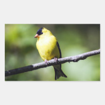Amerikaanse goudvinch vogel rechthoek Sticker