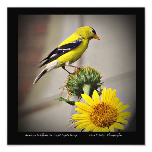 Amerikaanse goudvink op Daisy Wall Art Print Foto Afdruk (Voorkant)