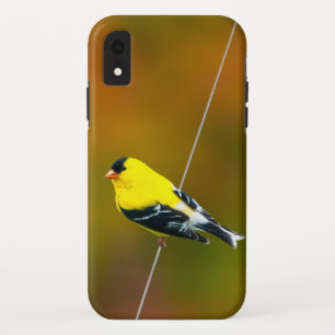 Amerikaanse Goudvink - Originele Foto Case-Mate iPhone Case