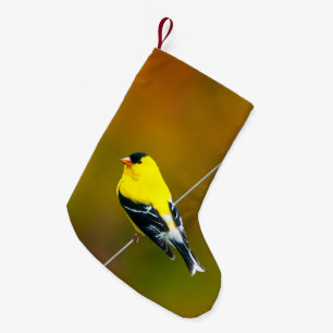 Amerikaanse Goudvink - Originele Foto Kleine Kerstsok