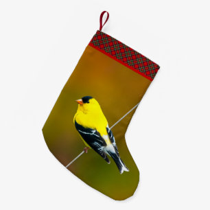 Amerikaanse Goudvink - Originele Foto Kleine Kerstsok