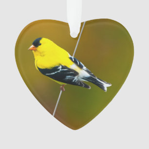 Amerikaanse Goudvink - Originele Foto Ornament