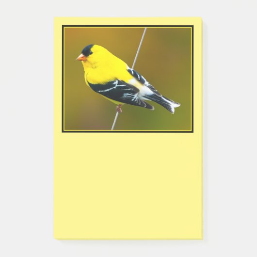 Amerikaanse Goudvink - Originele Foto Post-it® Notes (Voorkant)