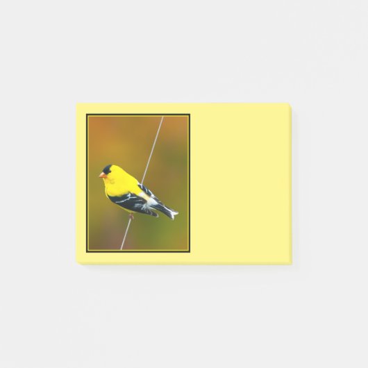Amerikaanse Goudvink - Originele Foto Post-it® Notes (Voorkant)