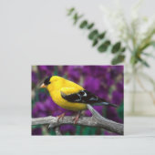 Amerikaanse goudvink (Spinus tristis) Briefkaart (Staand voorkant)