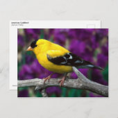 Amerikaanse goudvink (Spinus tristis) Briefkaart (Voorkant / Achterkant)