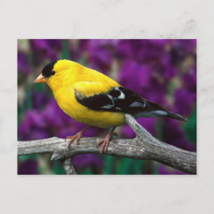 Amerikaanse goudvink (Spinus tristis) Briefkaart