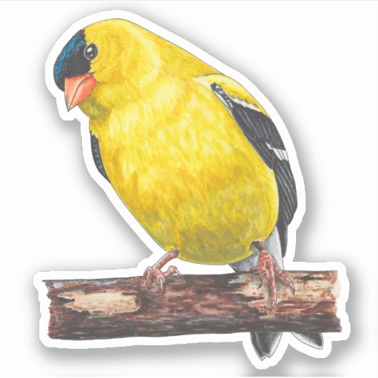 Amerikaanse goudvink Sticker (Voorkant)