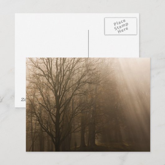 Amerikaanse Great Smoky Mountain NP Tennessee-bome Briefkaart (Voorkant / Achterkant)