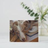 Amerikaanse herder Red Merle slaapt Briefkaart (Staand voorkant)