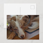 Amerikaanse herder Red Merle slaapt Briefkaart (Voorkant / Achterkant)