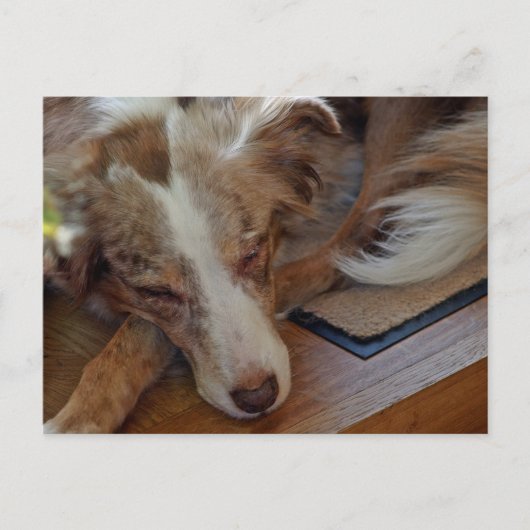 Amerikaanse herder Red Merle slaapt Briefkaart (Voorkant)