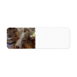 Amerikaanse herder Red Merle slaapt Etiket