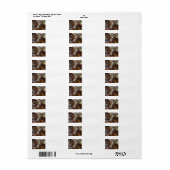 Amerikaanse herder Red Merle slaapt Etiket (Full Sheet)