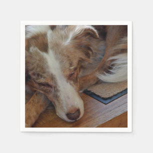 Amerikaanse herder Red Merle slaapt Servet