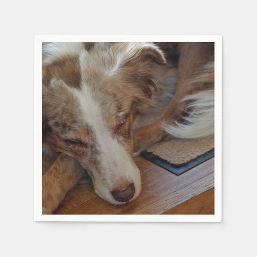 Amerikaanse herder Red Merle slaapt Servet (Voorkant)