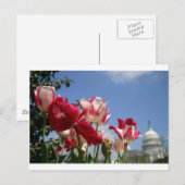 Amerikaanse hoofdveer briefkaart (Voorkant / Achterkant)