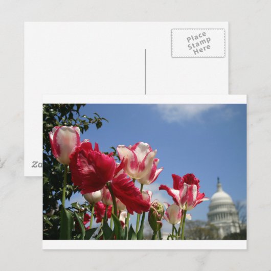 Amerikaanse hoofdveer briefkaart (Voorkant / Achterkant)