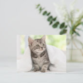 Amerikaanse horthair kitten briefkaart (Staand voorkant)