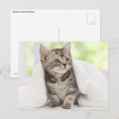 Amerikaanse horthair kitten briefkaart (Voorkant / Achterkant)