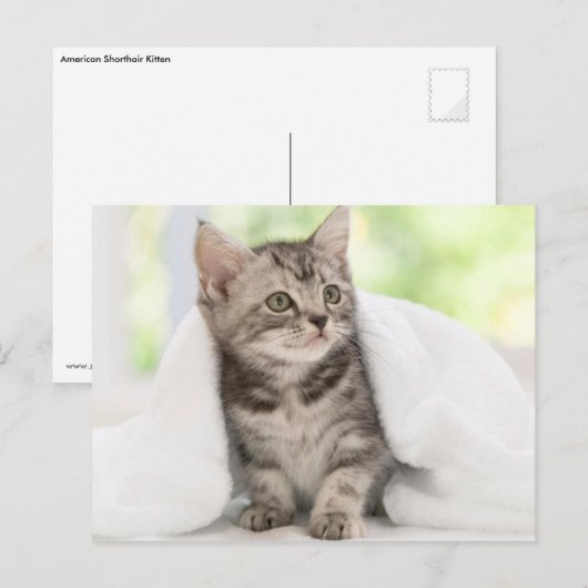 Amerikaanse horthair kitten briefkaart (Voorkant / Achterkant)