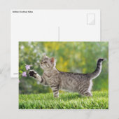 Amerikaanse horthair kitten briefkaart (Voorkant / Achterkant)