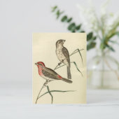 Amerikaanse House Finch Briefkaart (Staand voorkant)