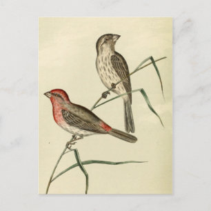 Amerikaanse House Finch Briefkaart