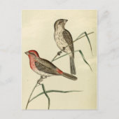 Amerikaanse House Finch Briefkaart (Voorkant)