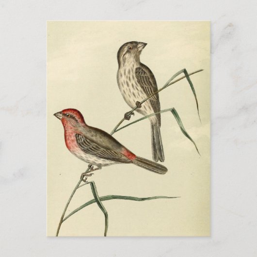 Amerikaanse House Finch Briefkaart (Voorkant)