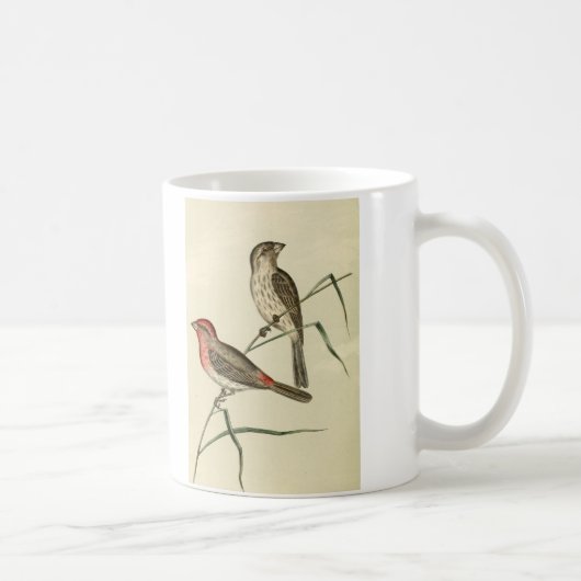Amerikaanse House Finch Koffiemok (Rechts)