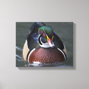 Amerikaanse Hout Eend Gewikkeld Canvas Afdruk
