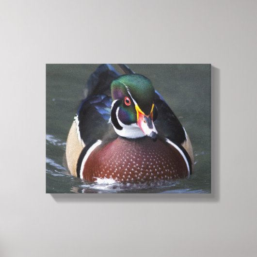 Amerikaanse Hout Eend Gewikkeld Canvas Afdruk (Voorkant)