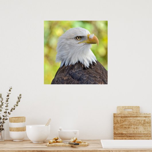 Amerikaanse kale adelaar poster (Keuken)