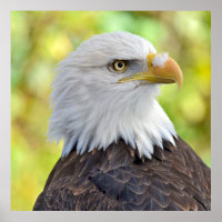 Amerikaanse kale adelaar