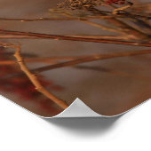 Amerikaanse kardinaal poster (Hoek)