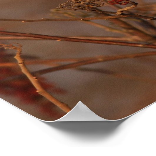 Amerikaanse kardinaal poster (Hoek)