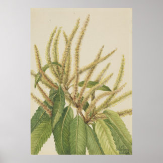Amerikaanse kastanje (Castanea dentata) Poster
