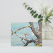 Amerikaanse kestrel briefkaart (Staand voorkant)