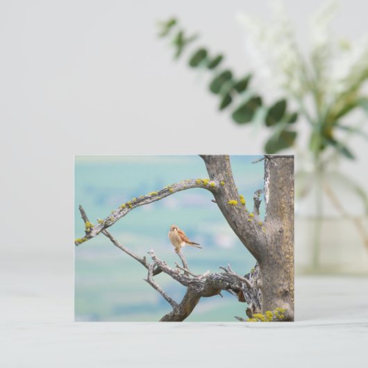 Amerikaanse kestrel briefkaart (Staand voorkant)