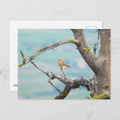 Amerikaanse kestrel briefkaart (Voorkant / Achterkant)