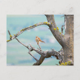 Amerikaanse kestrel briefkaart