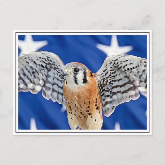 Amerikaanse kestrel briefkaart (Voorkant)