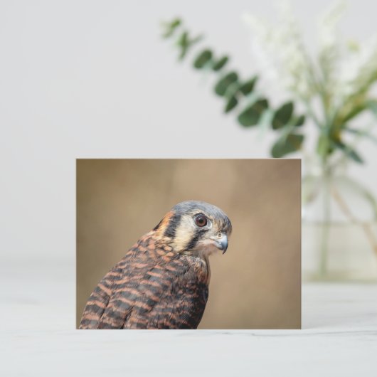 Amerikaanse kestrel briefkaart (Staand voorkant)