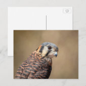 Amerikaanse kestrel briefkaart (Voorkant / Achterkant)